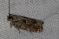 Zeiraphera isertana