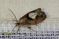 Epinotia brunnichana