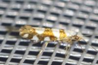 Argyresthia brockeella