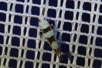 Argyresthia brockeella