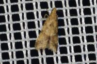 Brachmia blandella