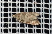 Epinotia tedella