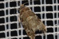 Epinotia tedella