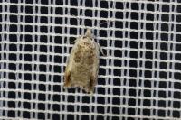 Ancylis laetana