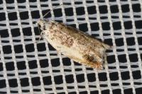Ancylis laetana