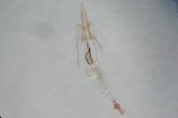 Coleophora otidipennella