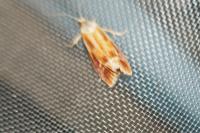 Rhyacionia buoliana