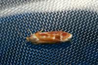 Rhyacionia buoliana