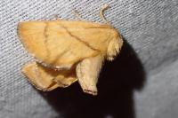 Apoda limacodes