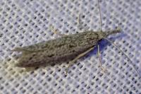 Pleurota gallicella