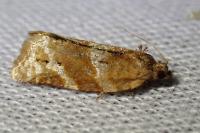 Argyrotaenia ljungiana