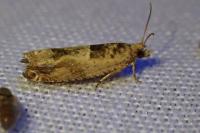 Crocidosema plebejana