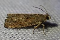 Cydia gr. succedana