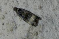 Endothenia gr. gentianaeana