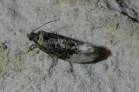 Hedya nubiferana