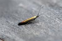 Coleophora