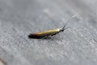 Coleophora
