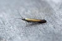 Coleophora