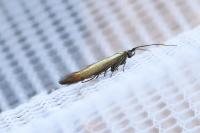 Coleophora alcyonipennella