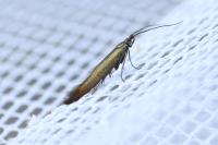 Coleophora alcyonipennella