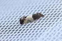 Spilonota ocellana