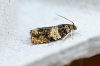 Celypha aurofasciana
