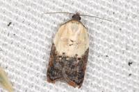 Acleris variegana