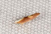 Argyresthia albistria