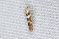 Argyresthia goedartella