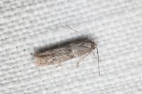 Blastobasis