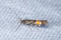 Cosmopterix