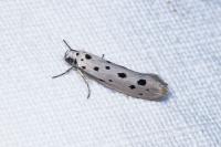Ethmia dodecea