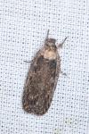 Depressaria