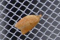 Clepsis consimilana