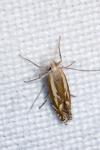 Isophrictis lineatella
