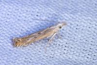 Isophrictis