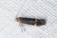 Aproaerema anthyllidella