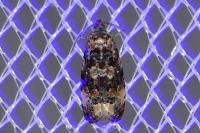 Endothenia gr. gentianaeana