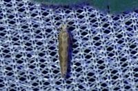 Plutella xylostella