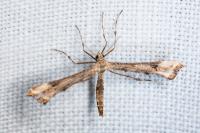 Platyptilia