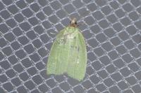 Tortrix viridana