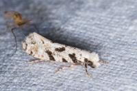 Nemapogon nevadellus