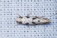 Nemapogon nevadellus