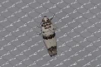 Epinotia dalmatana