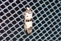Epinotia dalmatana