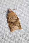 Clepsis consimilana