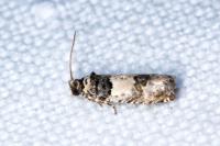 Epinotia thapsiana