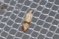 Cochylis