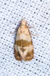 Phalonidia contractana