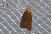 Eurodachtha pallicornella
